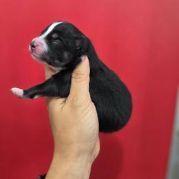 Alex - Tri-color male Pomsky puppy in Mc Callsburg, Iowa from SZ Rolling Acres LLC