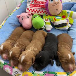 Woody - Red male Australian Labradoodle puppy in Orange, California from Little Kingdom Doodles