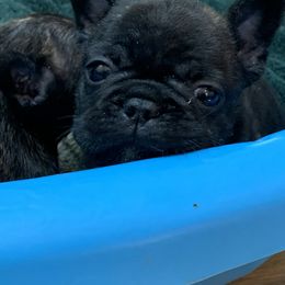French Bulldog Puppies from Yukon Golden Retrievers and French Bulldogs