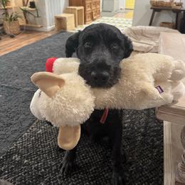 Poodle puppies from Shapa Breeding