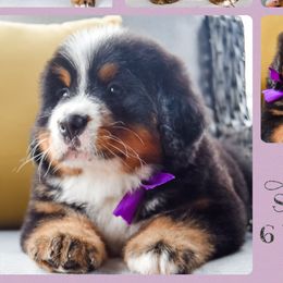 Bernese Mountain Dog Puppies from Swiss Berner Bears
