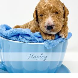 Huxley - Red  male Goldendoodle puppy in State Road, North Carolina from Must Love Doodles
