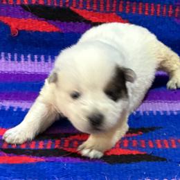 L66-05 - Red speckled male Australian Cattle Dog puppy in Sheridan, Oregon from 6pk Cattledogs
