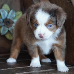 Boy 1 - male Miniature Australian Shepherd puppy in Lawton, Oklahoma from Lindsey’s Aussies