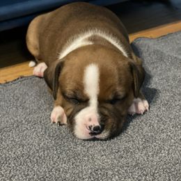 Jujube - Red female Staffordshire Bull Terrier puppy in Monroe, Georgia from Irresistibull Staffords