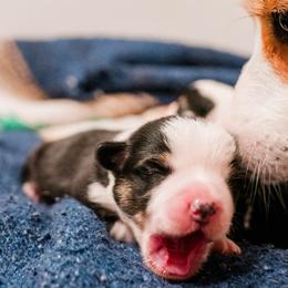 Pembroke Welsh Corgis from Wild Rose Farms