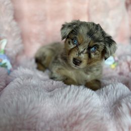 Eve (purple) - Red merle Australian Shepherd puppy in Sun City Center, Florida from Loyal Liberty Aussies