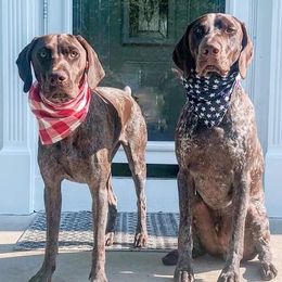 German Shorthaired Pointers from Erica Jackson
