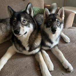 Siberian Husky Puppies from SoFlo Siberians