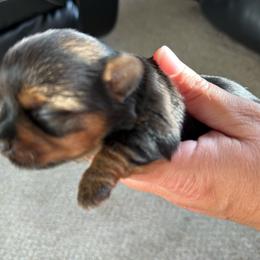 Boy 1 - Black and tan male Yorkshire Terrier puppy in Zebulon, North Carolina from Eastern Wake Yorkies