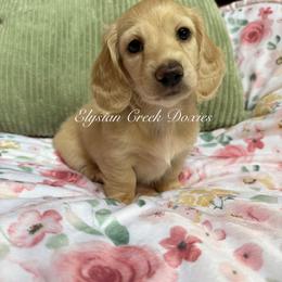 Dachshund Puppies from Elysian Creek Doxies