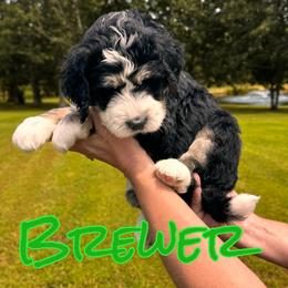 Brewer - Tri-color male Bernedoodle puppy in St. James, Missouri from Backwoods Bernedoodles