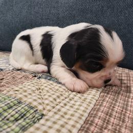 Rico - Tri-color male Cavalier King Charles Spaniel puppy in Stockdale, Texas from Great Oaks Farm Cavaliers