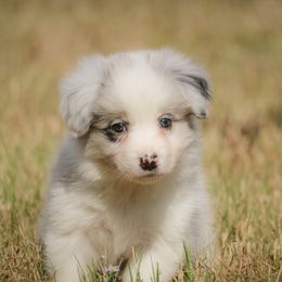 Boy 3 - Blue merle male Border Collie puppy in Dallas, Texas from Effervescent Border Collies