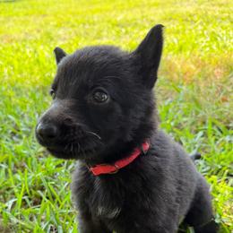 Pink Girl - Black female German Shepherd puppy in Saluda, South Carolina from Ray Ranch, LLC