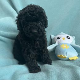 Trixie - Black female Poodle puppy in Mayville, Michigan from Kathy Maize
