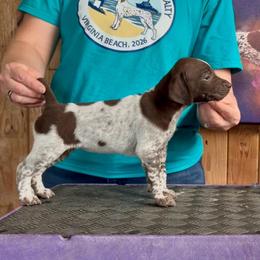 Rapunzel - Liver and white female German Shorthaired Pointer puppy in North Branch, Minnesota from Chrishelle Farm