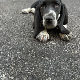 Basset Hound puppies from Tabitha's Basset Hounds