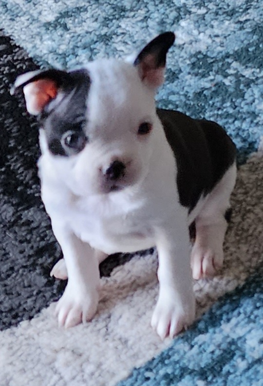 Boston Terrier Puppies from Tallulahs Boston babes