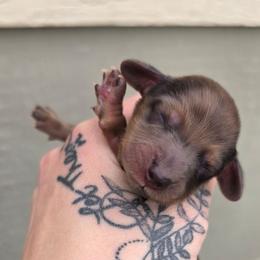 Shaded Red Dapple Boy - Dapple male Dachshund puppy in Woodland, Washington from SJs Dachshunds