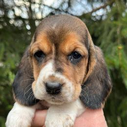 Female 2 - Black brown and white female Basset Hound puppy in Lindley, New York from Hill Top Basset Hounds & Cane Corso