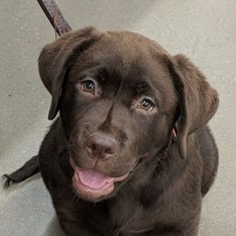 Labrador Retriever puppies from Summer Rose