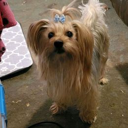Yorkshire Terrier All Grown Up from Kathy's Kritters