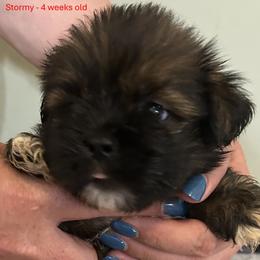 Stormy - Red male Lhasa Apso puppy in Greensboro, North Carolina from Koenigplatz Kennel