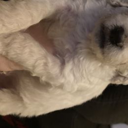 Boy 3 - Poodle puppy in Sherman, Texas from Ruth’s Poodles