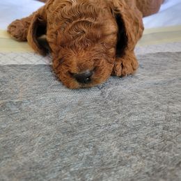 Goldendoodle Puppies from Dream Doodles