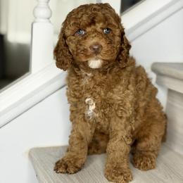 Lavender - Red female Australian Labradoodle puppy in Antelope, California from Adorable Labradoodle