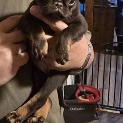 Chubs - Brown male Brussels Griffon puppy in Michigan from Purple Moon Pups