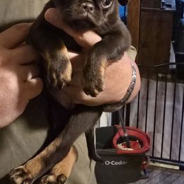 Chubs - Brown male Brussels Griffon puppy in Michigan from Purple Moon Pups