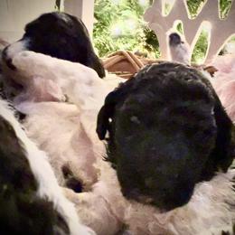 Goldendoodle and Poodle Puppies from Elizabeth Rocha's Doodles