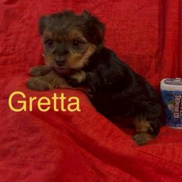 Gretta - Chocolate, tan and white female Yorkshire Terrier puppy in Seneca, Missouri from M.Y. Morkies and Yorkies