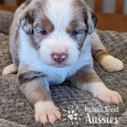 Oakley - Red merle Australian Shepherd puppy in Grand Island, Nebraska from Heaven Scent Aussies
