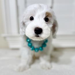 Edward - Cream male Goldendoodle puppy in Conway, South Carolina from Cotton Country Doodles