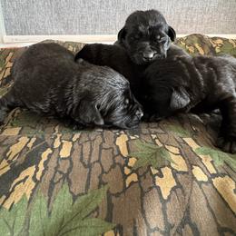 Ozzy - Black male Labrador Retriever puppy in Richfield, Utah from Stormy River Retrievers