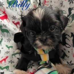 Billy - Black and white male Shih Tzu puppy in Hemet, California from Aloha Shih Tzu