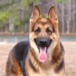 Echo - Black and red female German Shepherd puppy in Elkmont, Alabama from Oakmont Shepherds