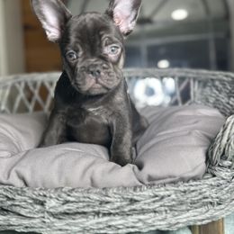 French Bulldog Puppies from Fancy Frenchies
