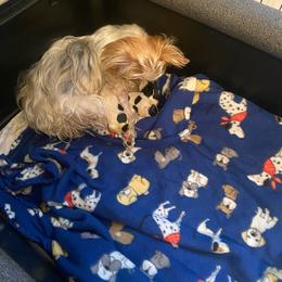 Yorkshire Terrier puppies from NNYYorkies