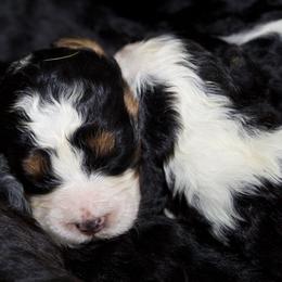 Male 1 - Tri-color male Bernedoodle puppy in Belgreen, Alabama from Scott’s Farm Poodles and Doodles