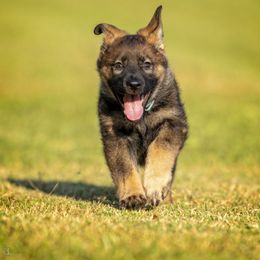 German Shepherd Puppies from Sommerfeld German Shepherds
