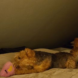 Giant Schnauzer and Lakeland Terrier Puppies from Lazy VL Lakelands