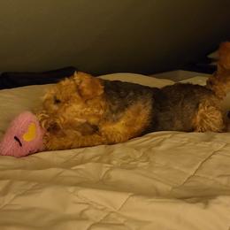 Giant Schnauzer and Lakeland Terrier Puppies from Lazy VL Lakelands
