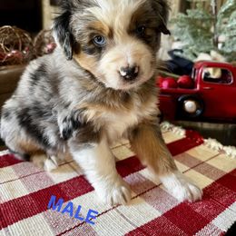 Comet - Blue merle male Australian Shepherd puppy in Kaufman, Texas from Martin's Star Ranch Aussies