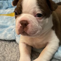 Boy 3 - Boston Terrier puppy in George West, Texas from Duke of Earl’s Boston Terriers