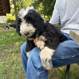 Purple - Black and white female Sheepadoodle puppy in Eleva, Wisconsin from Molly’s Doodles