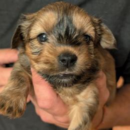Stevie - Gold female Morkie puppy in Dighton, Massachusetts from Massachusetts Morkies